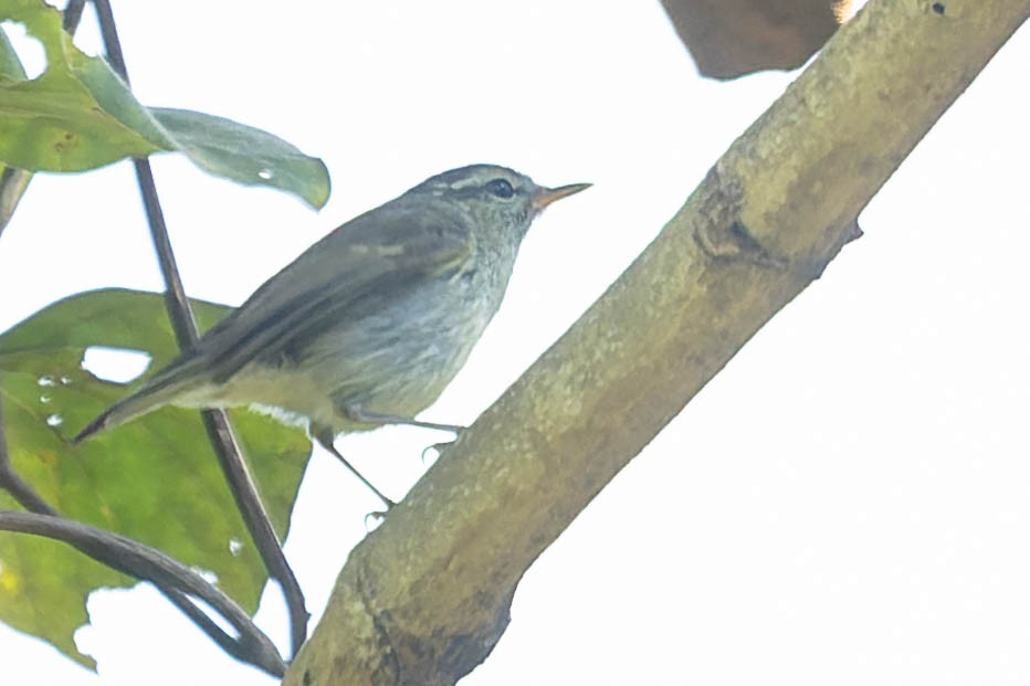 Yellow-browed Warbler - ML620063806