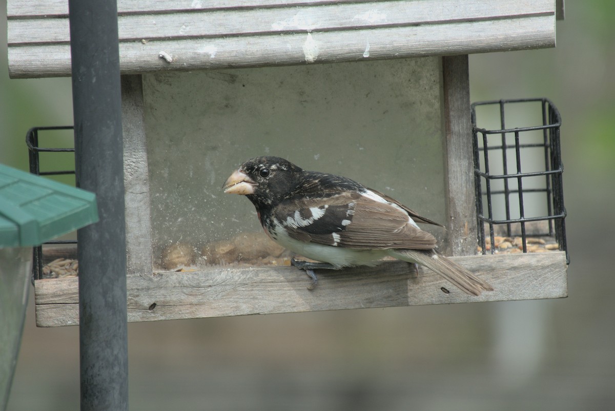 Rose-breasted Grosbeak - ML620063808