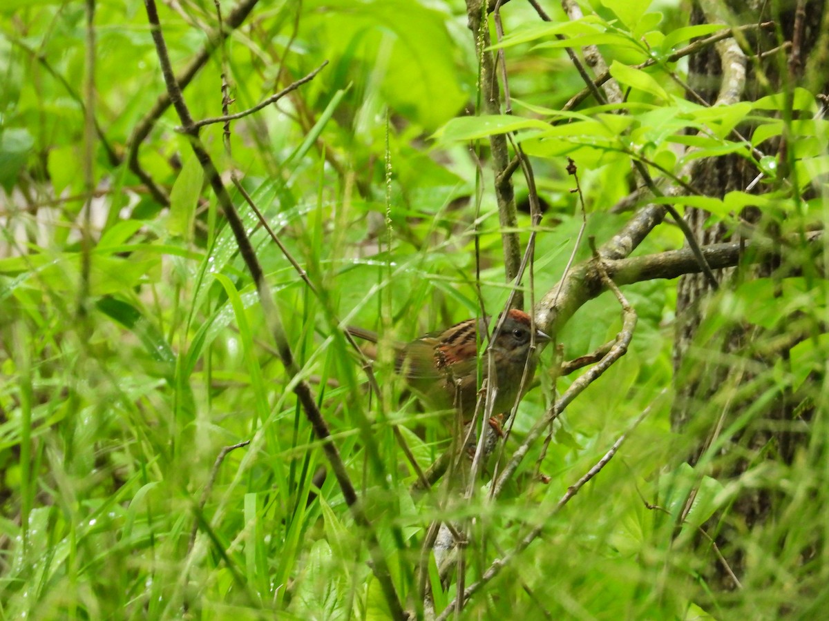 Swamp Sparrow - ML620063809