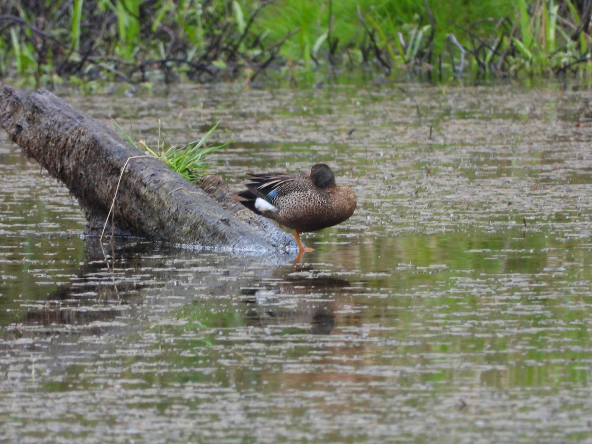 Blue-winged Teal - ML620063812