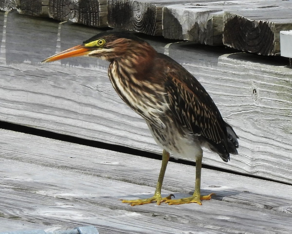 Green Heron - ML620063815