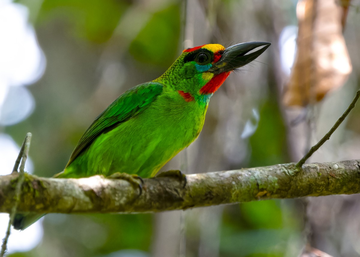 Red-throated Barbet - ML620063821