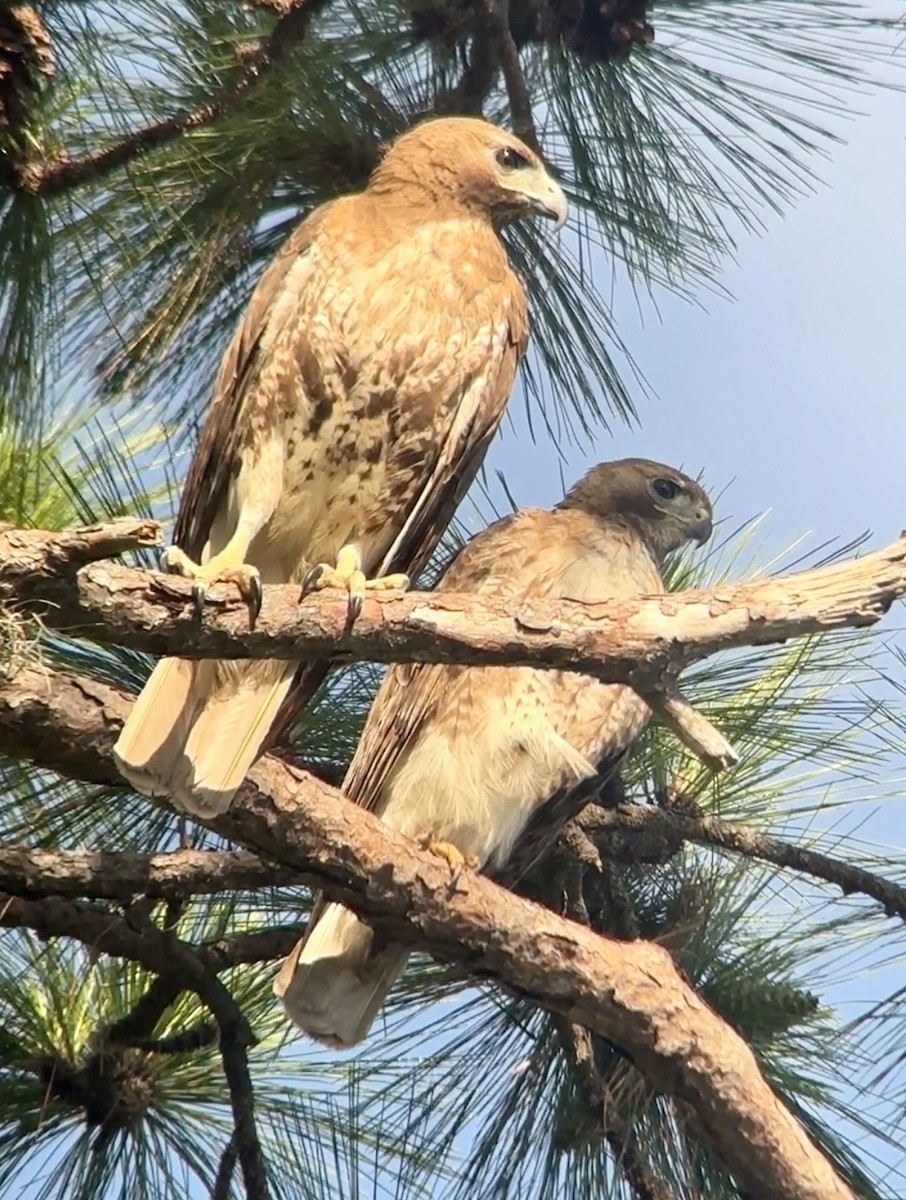 Red-tailed Hawk - ML620063835