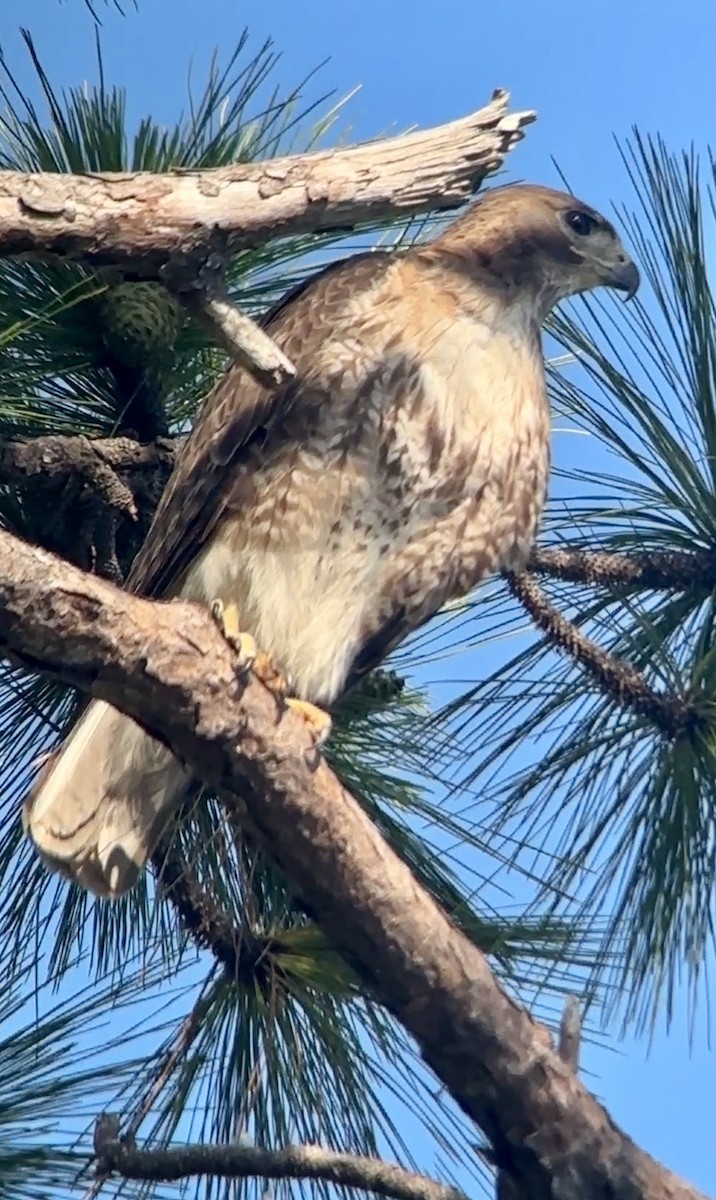 Red-tailed Hawk - ML620063839