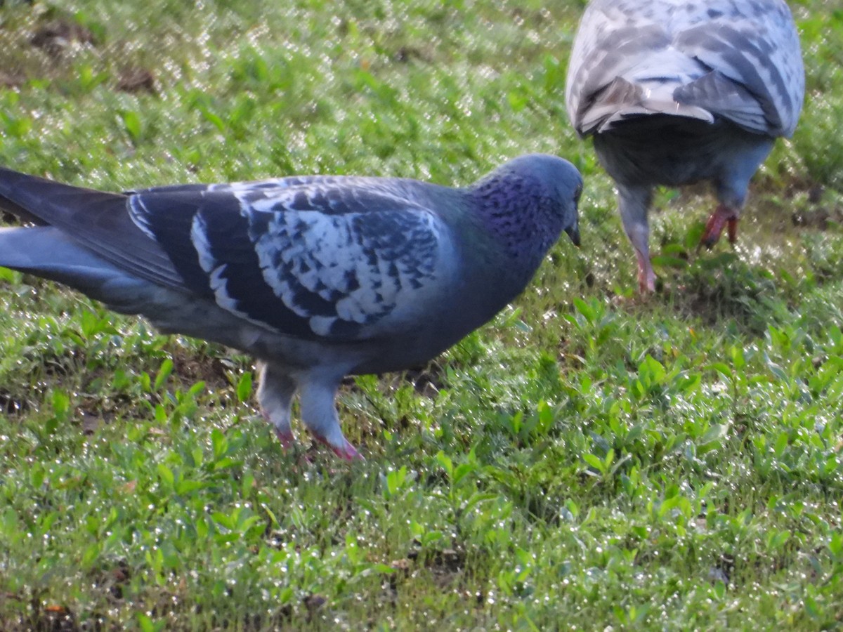 Rock Pigeon (Feral Pigeon) - ML620063845