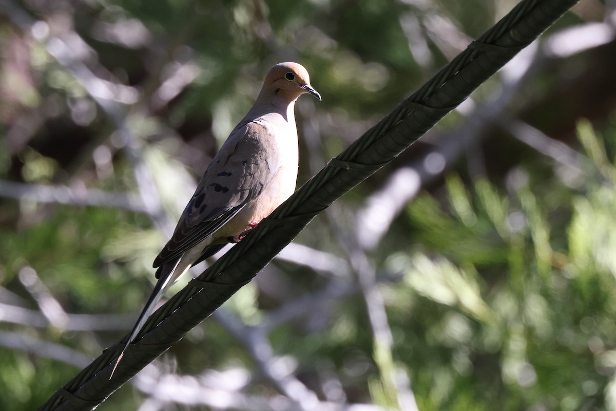 Mourning Dove - ML620063855