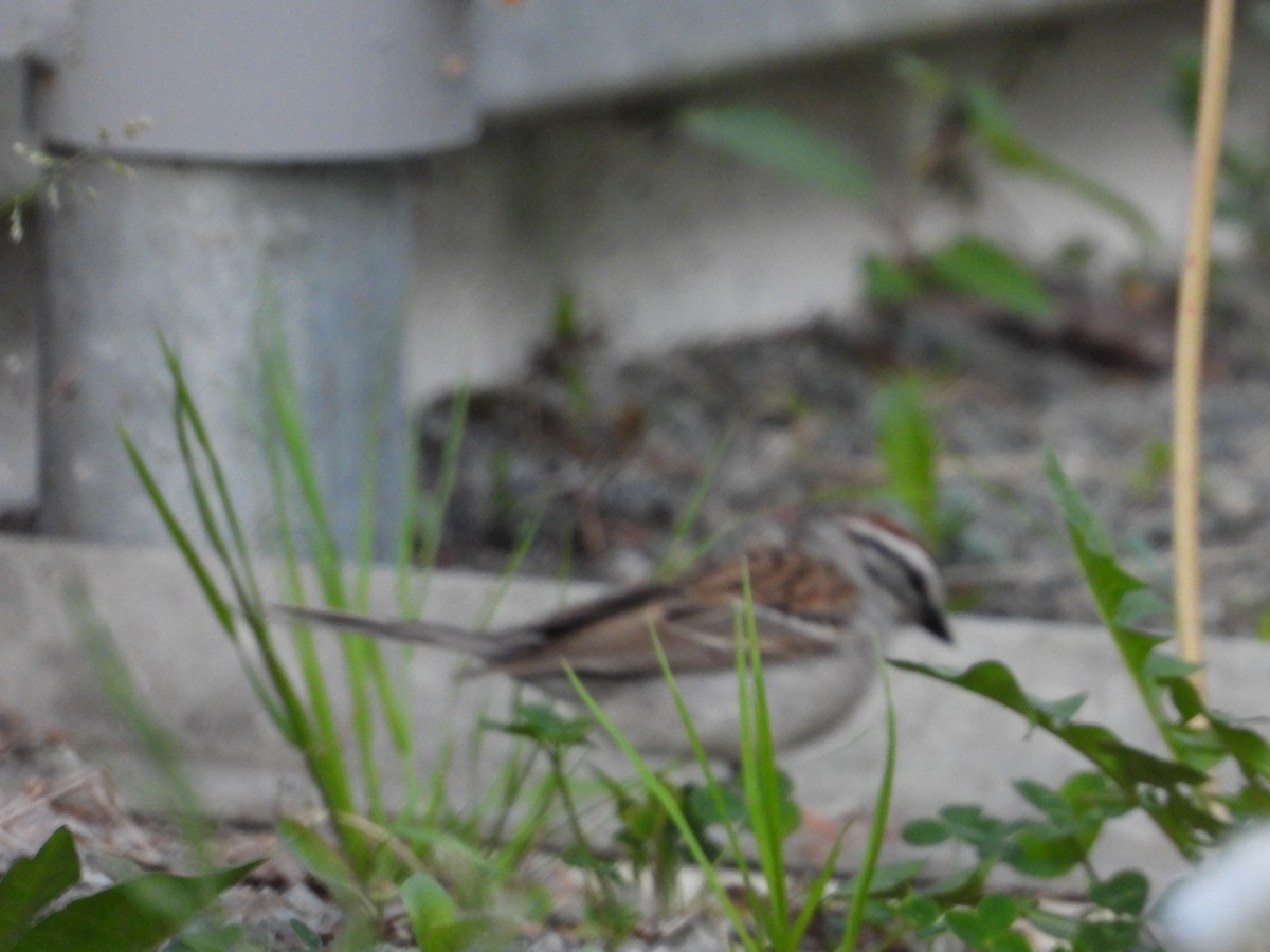 Chipping Sparrow - ML620063856