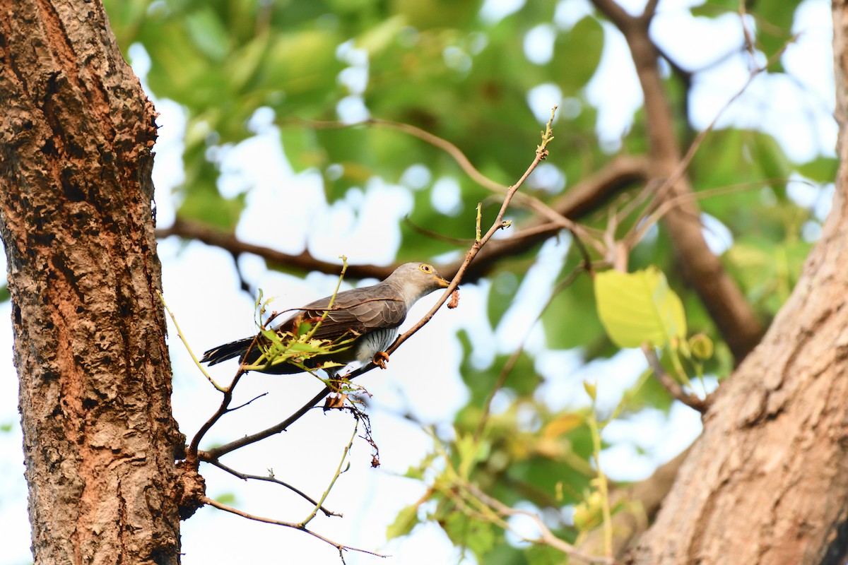 Common Cuckoo - ML620063857