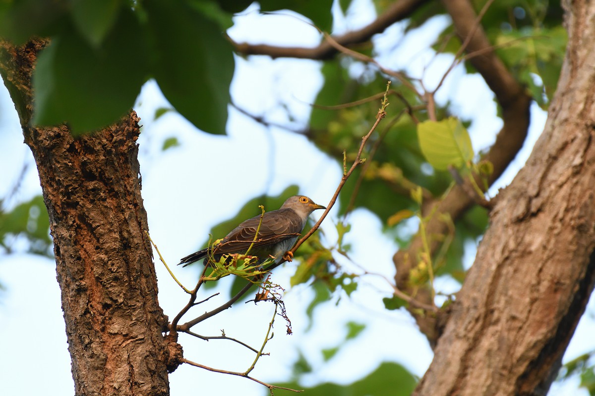 Common Cuckoo - ML620063858