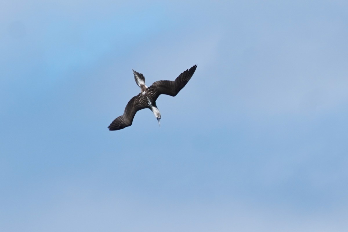 Blue-footed Booby - ML620063866