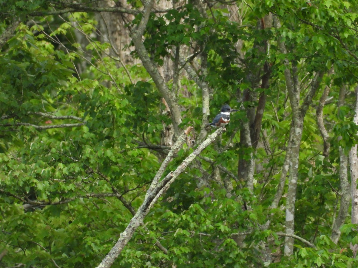 Belted Kingfisher - ML620063887
