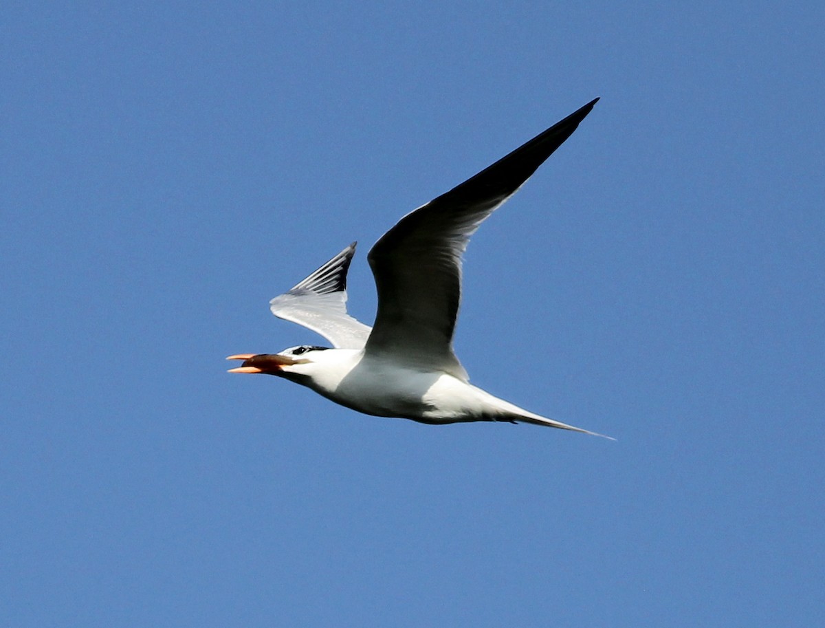 Royal Tern - ML620063889
