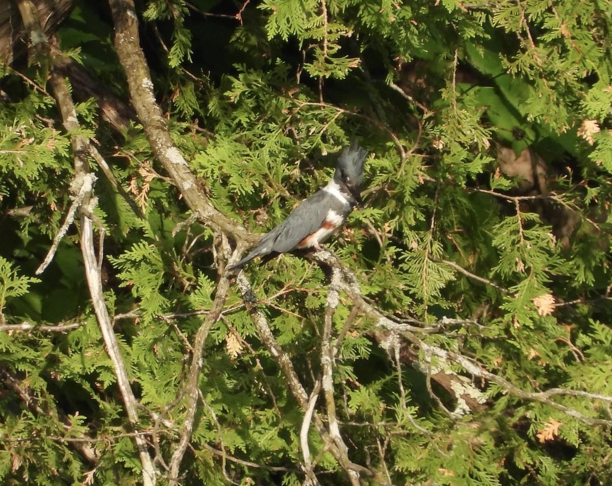 Belted Kingfisher - ML620063891