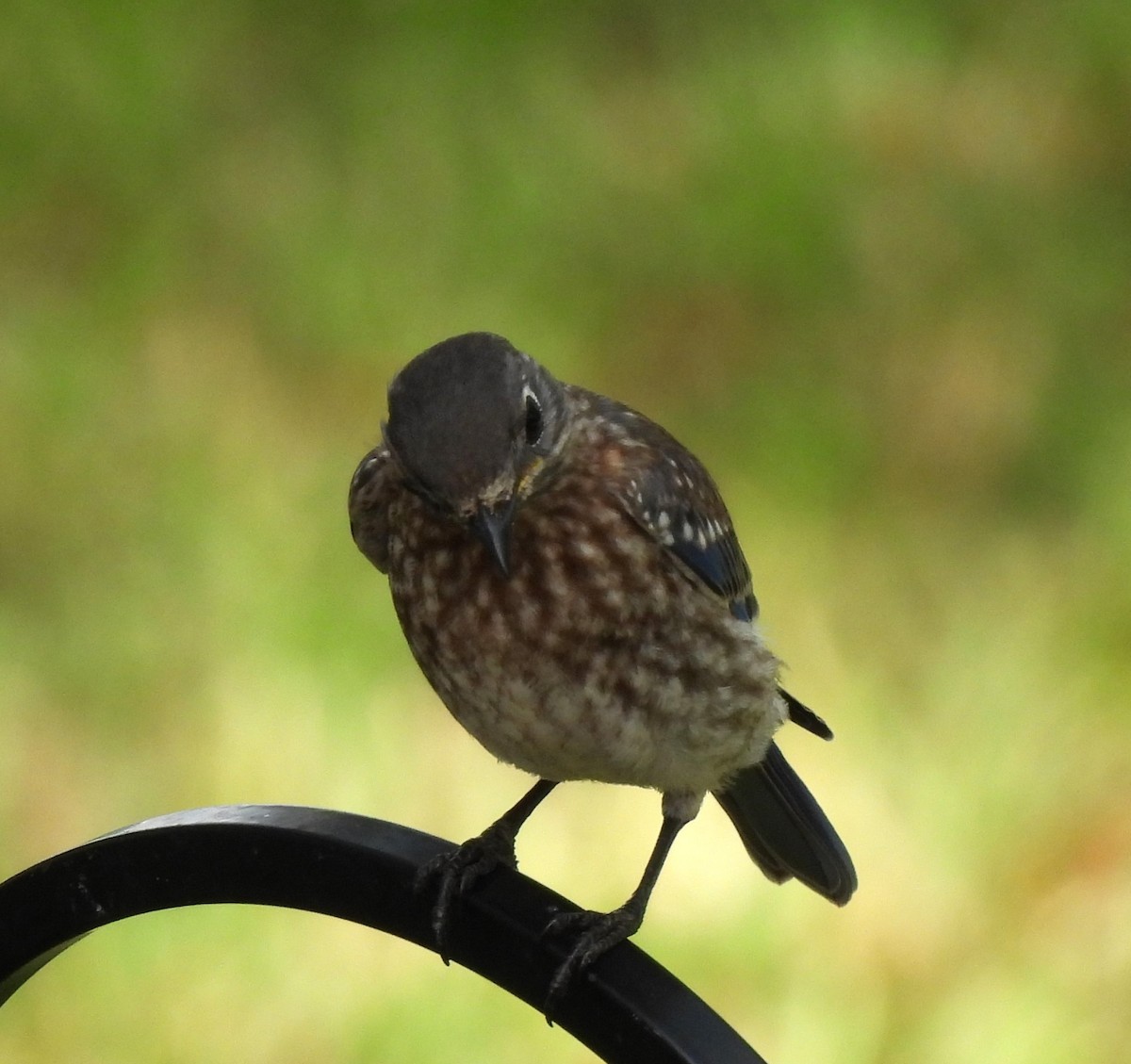 Eastern Bluebird - ML620063892