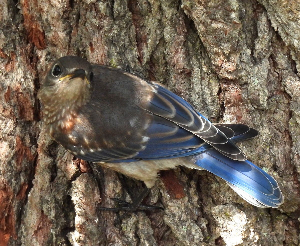 Eastern Bluebird - ML620063894