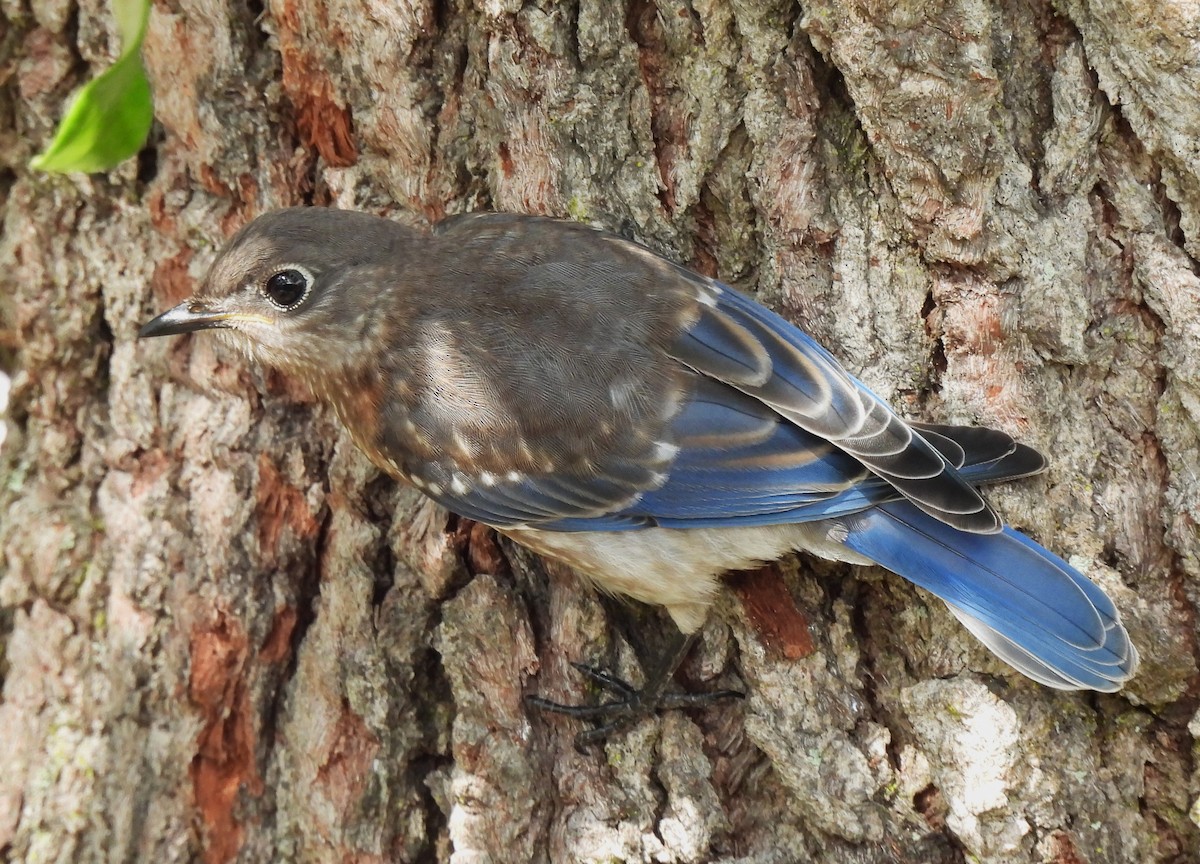 Eastern Bluebird - ML620063896