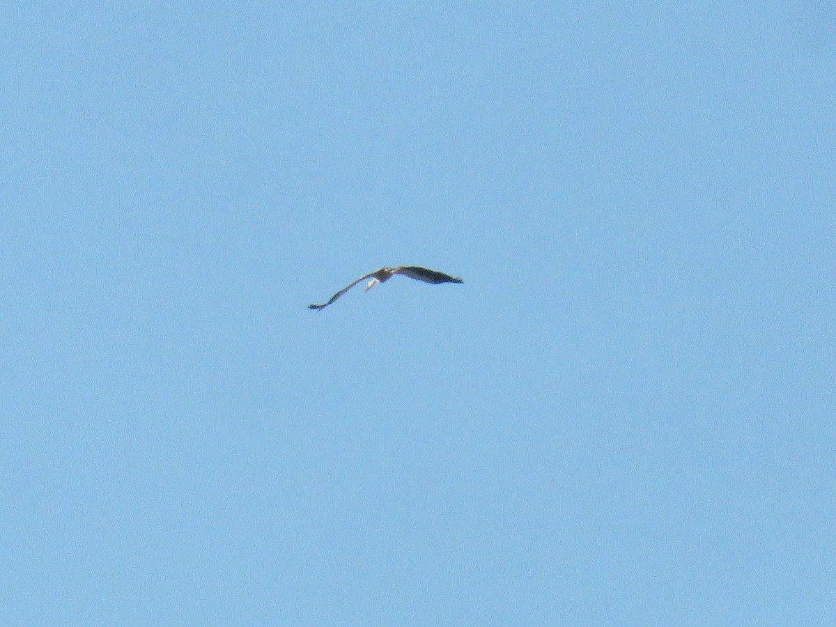 White Stork - ML620063905