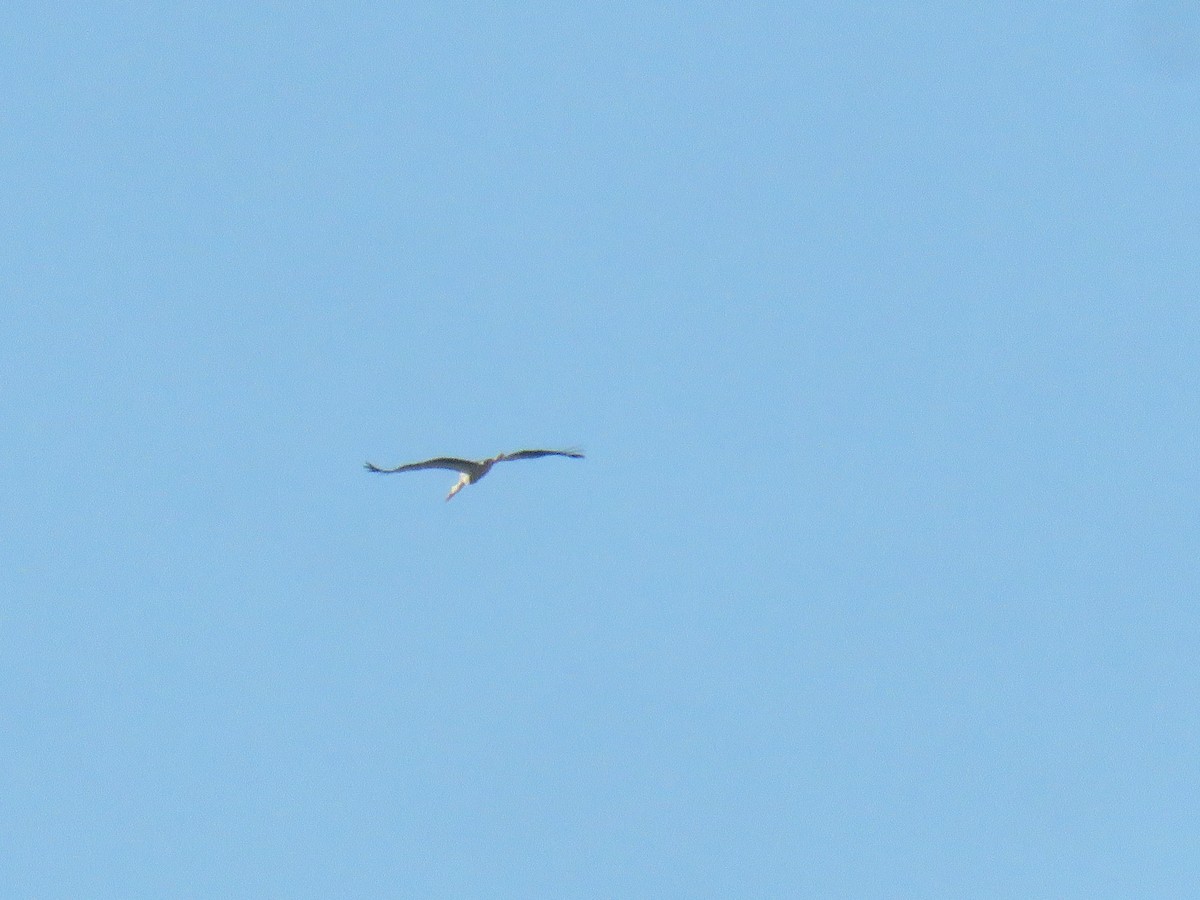 White Stork - ML620063907