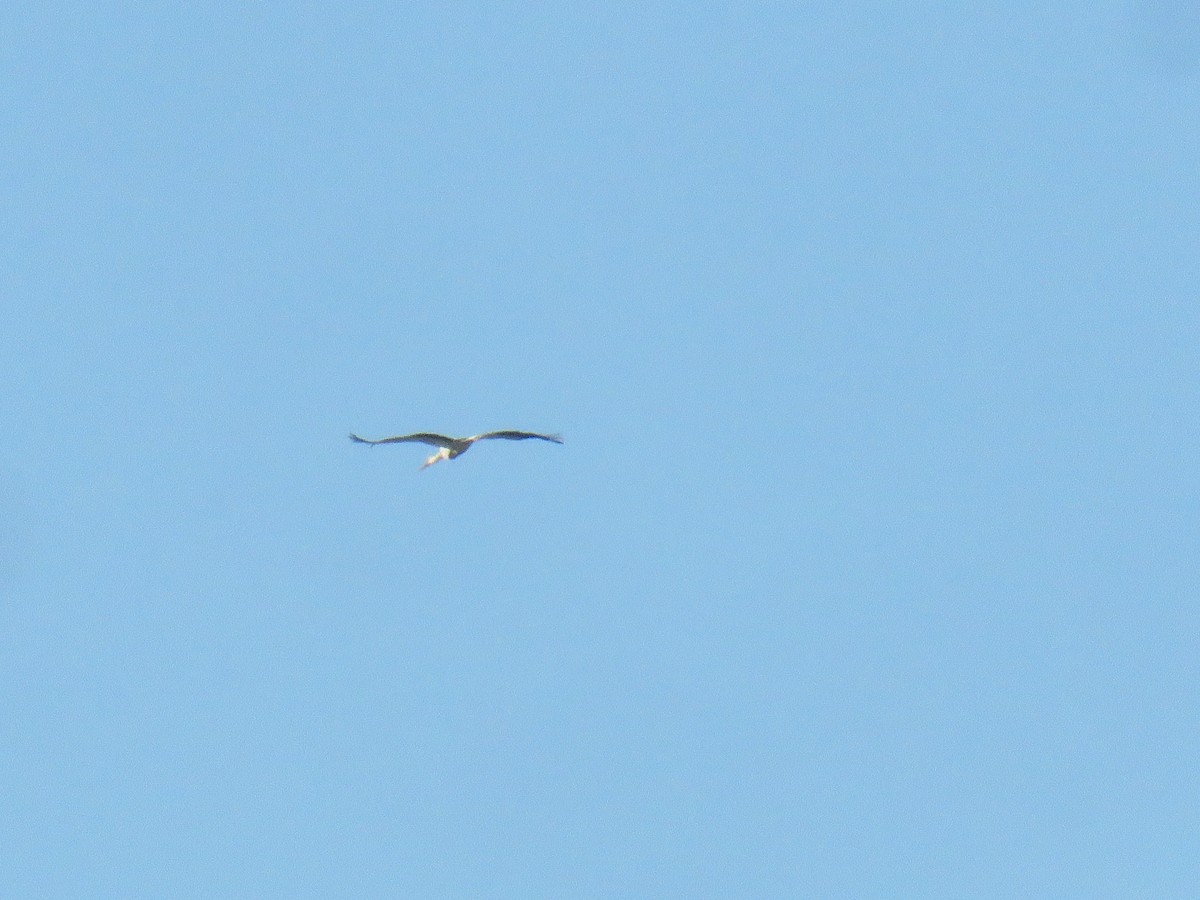 White Stork - ML620063908