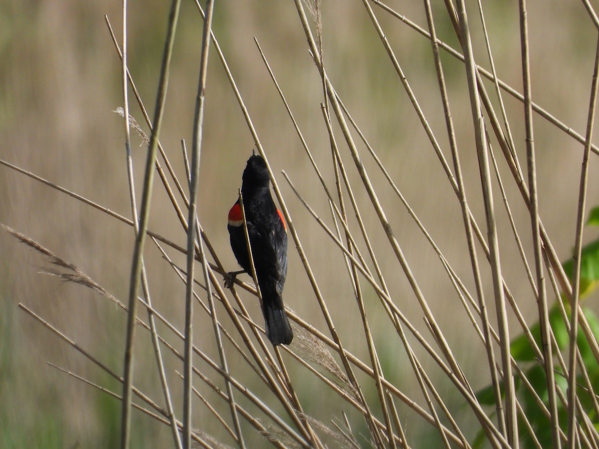 Red-winged Blackbird - ML620063955