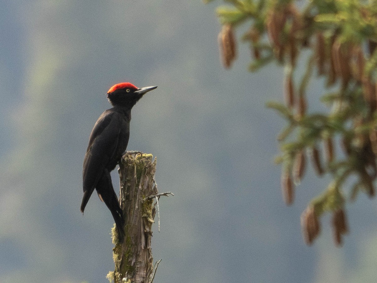 Black Woodpecker - ML620063961