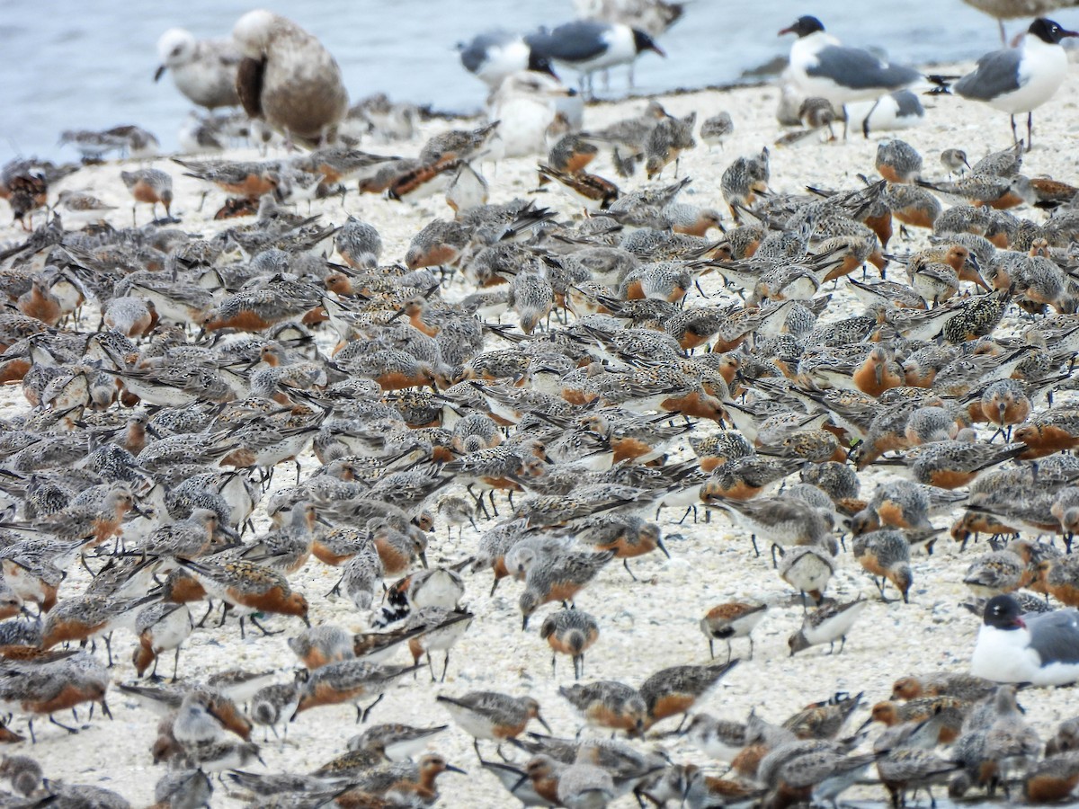 Red Knot - ML620063969