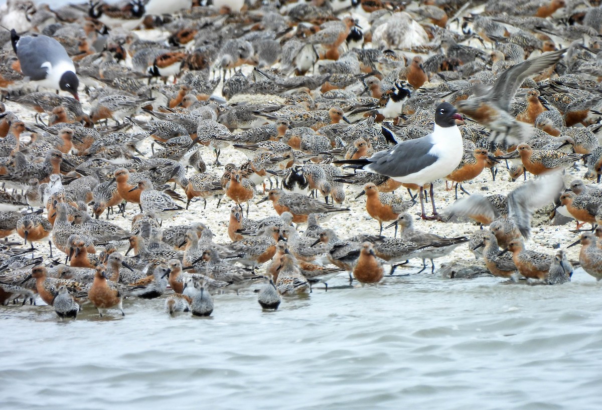 Red Knot - ML620063972