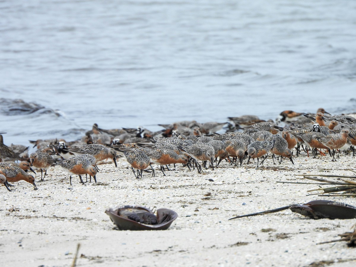 Red Knot - ML620063975