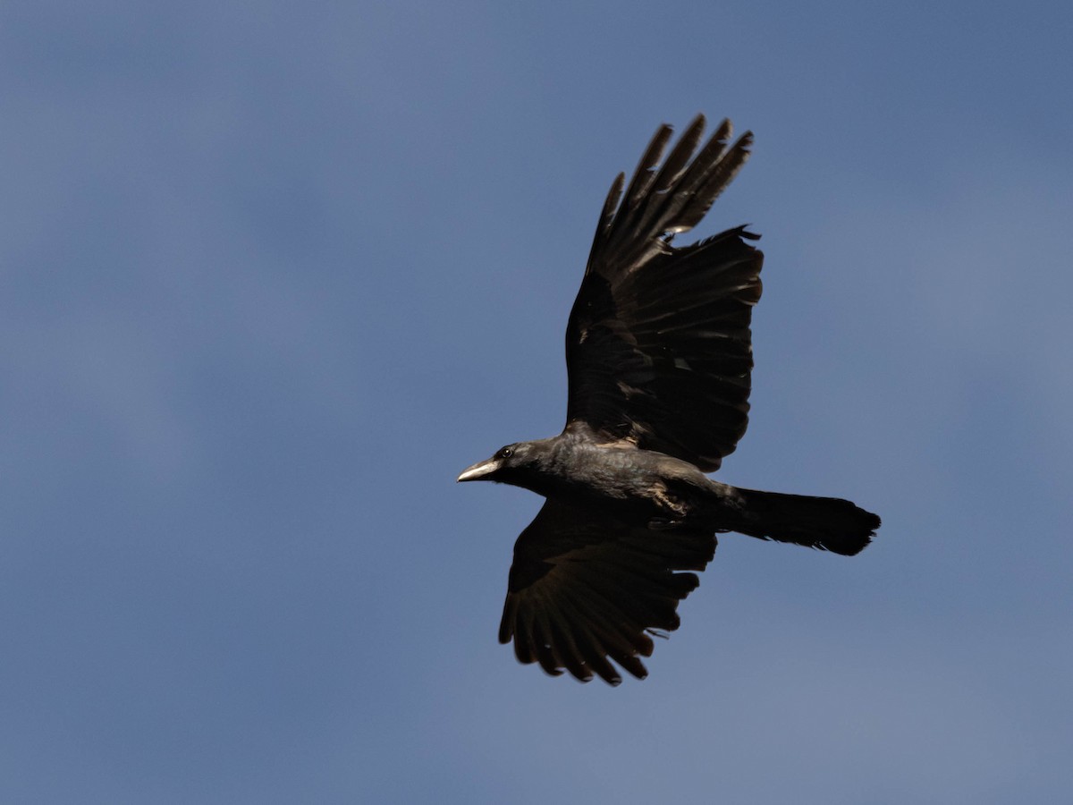 Large-billed Crow (Large-billed) - ML620063984