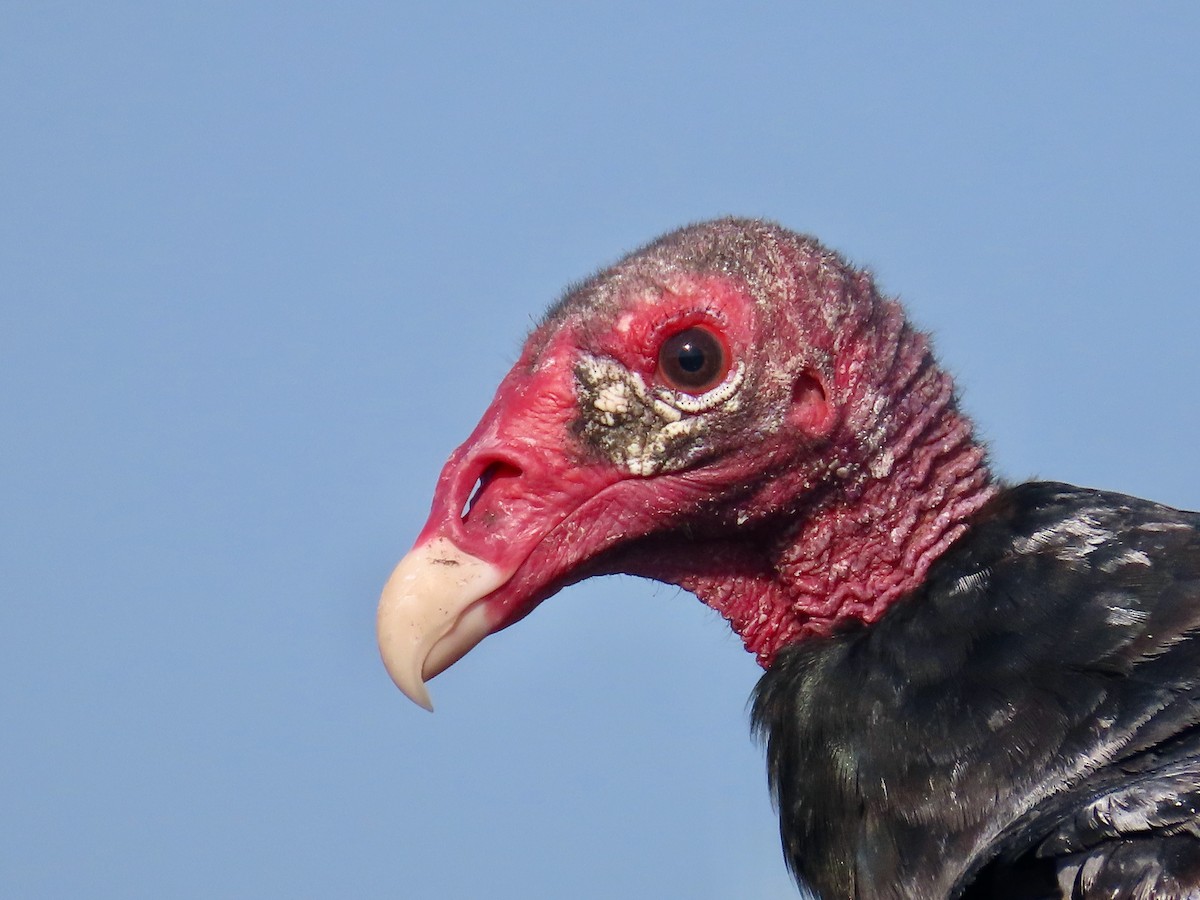 Turkey Vulture - ML620064009