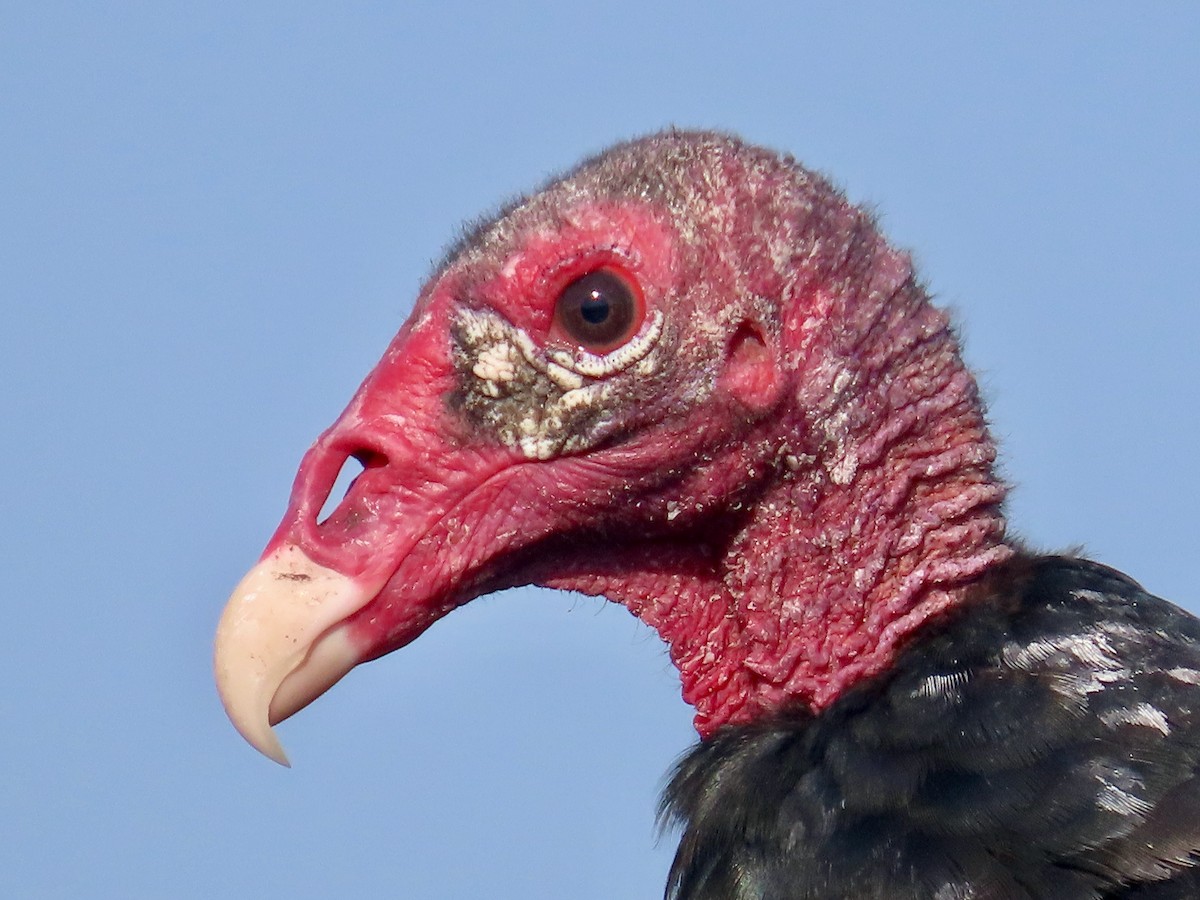 Turkey Vulture - ML620064012