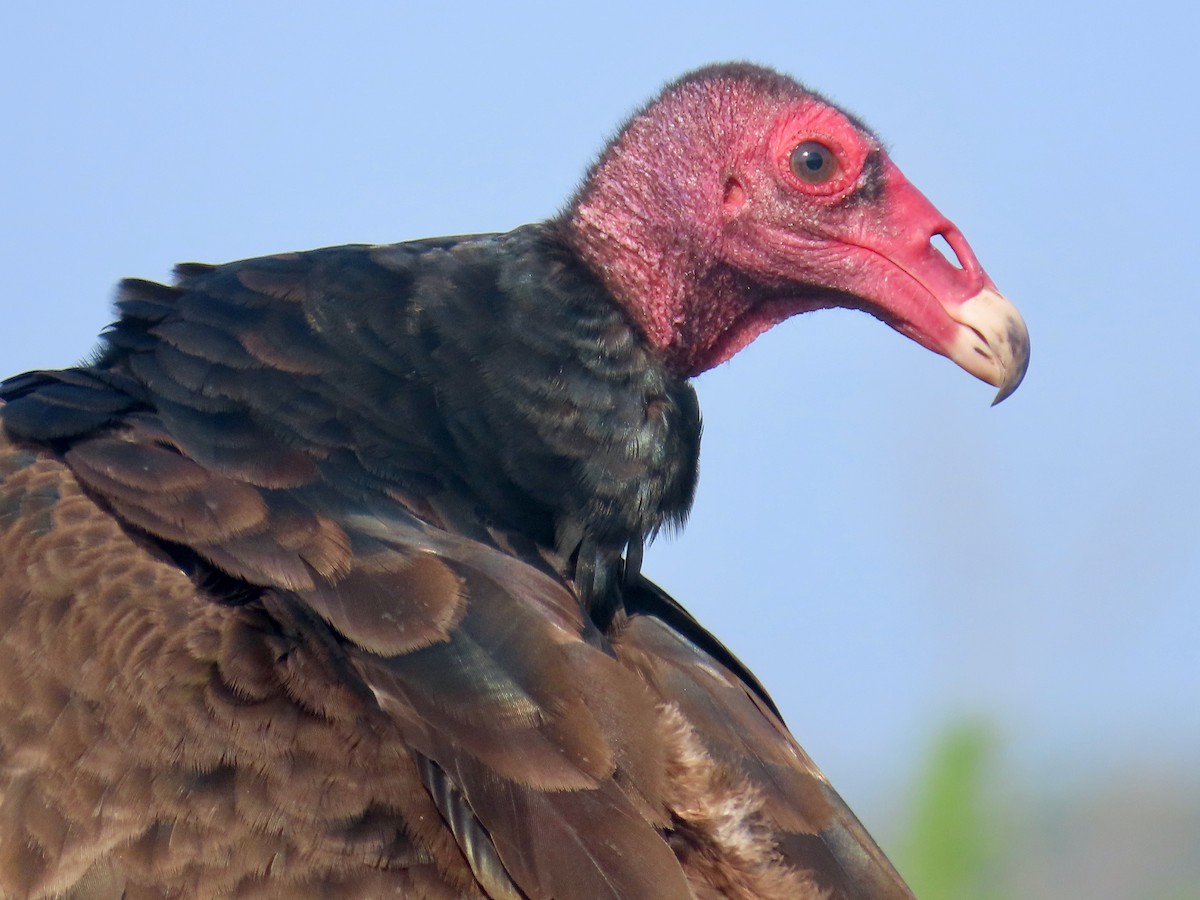 Turkey Vulture - ML620064014