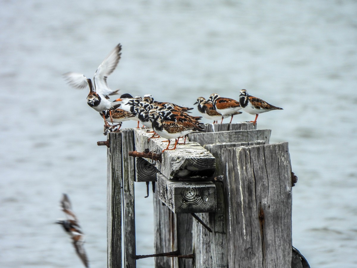 Ruddy Turnstone - ML620064021