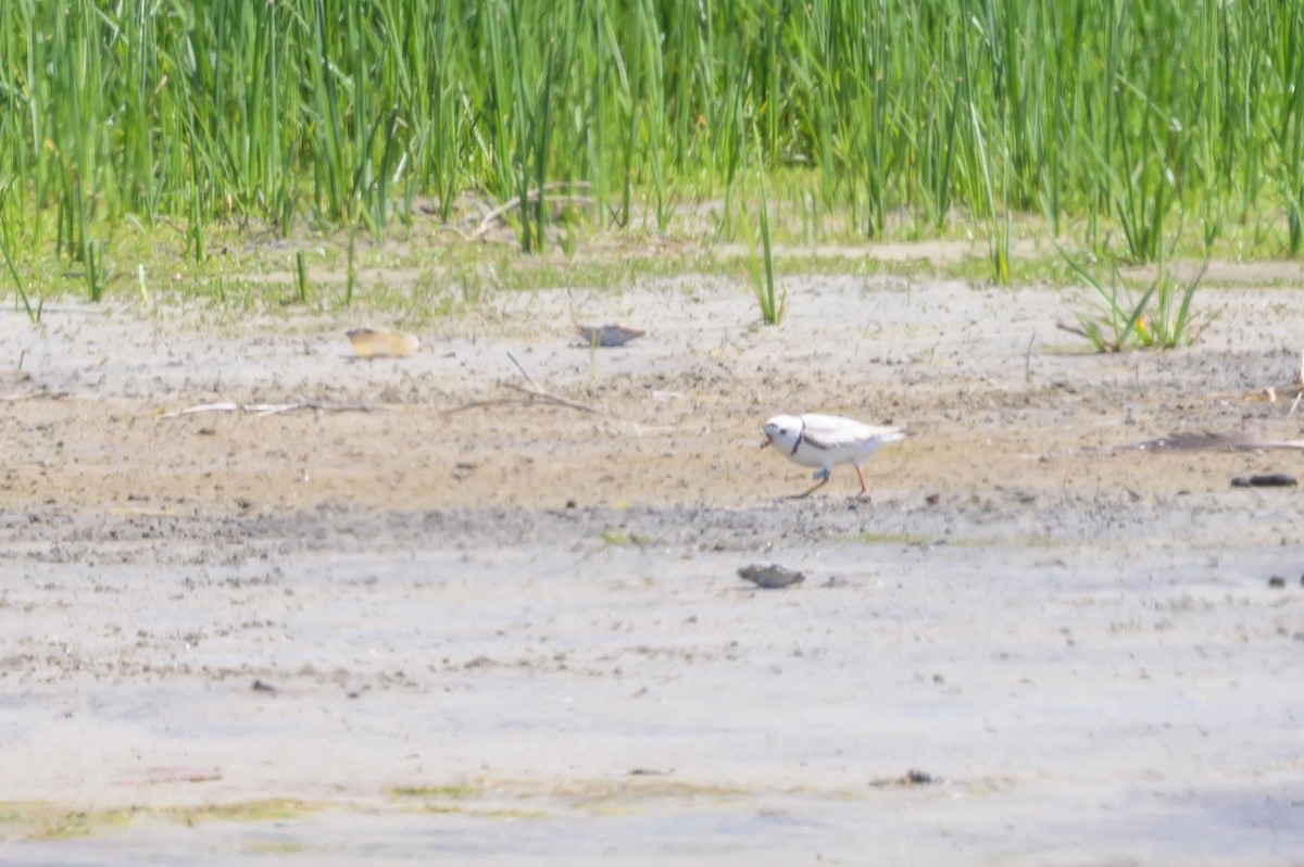 Piping Plover - ML620064026