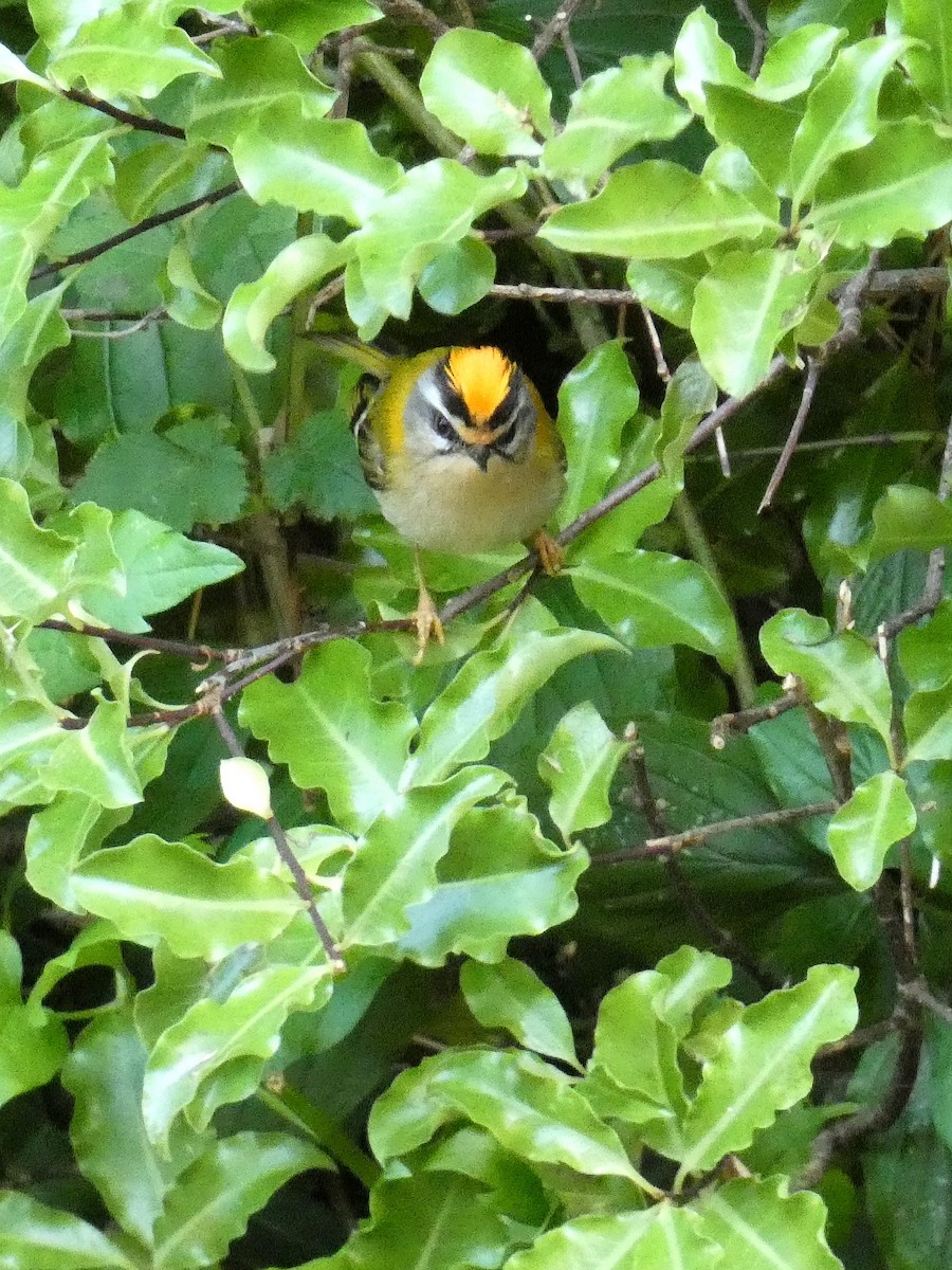 Common Firecrest - ML620064055