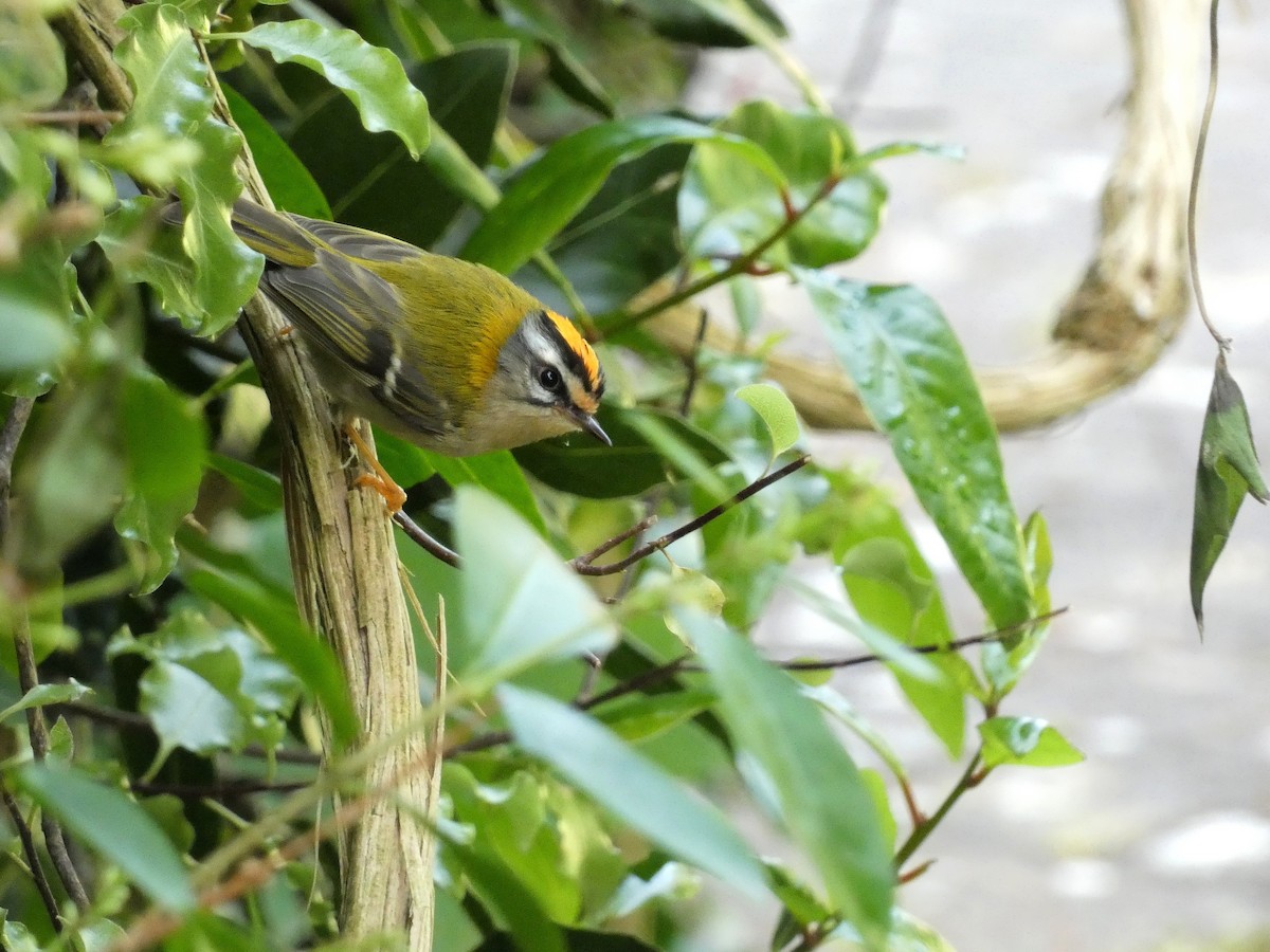 Common Firecrest - ML620064060