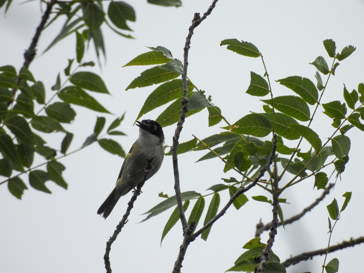 Vireo Cabecinegro - ML620064074