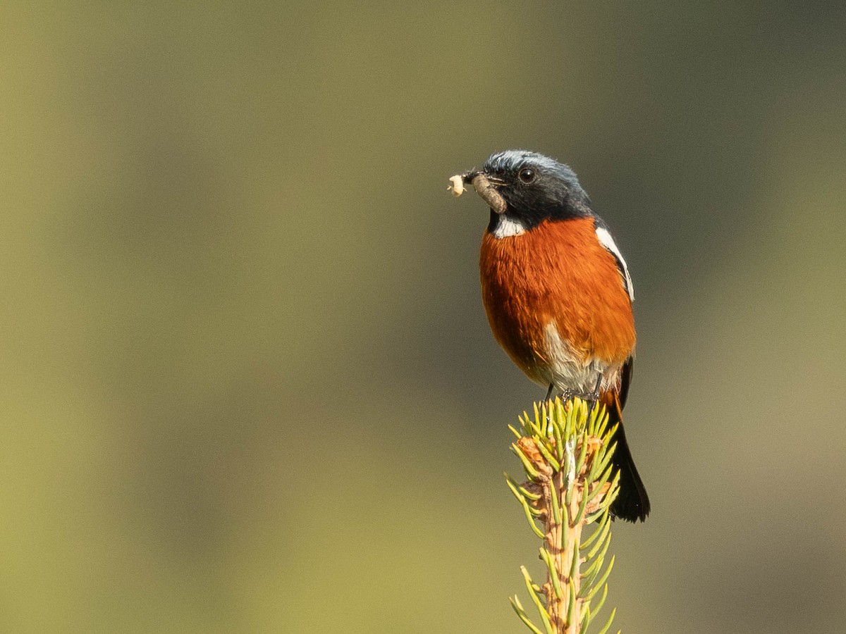 White-throated Redstart - ML620064107