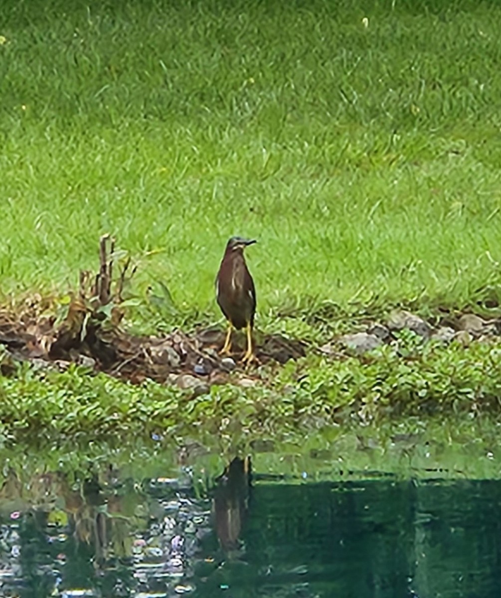 Green Heron - ML620064125