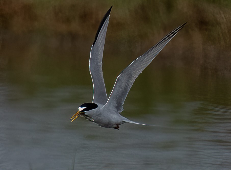 Least Tern - ML620064133