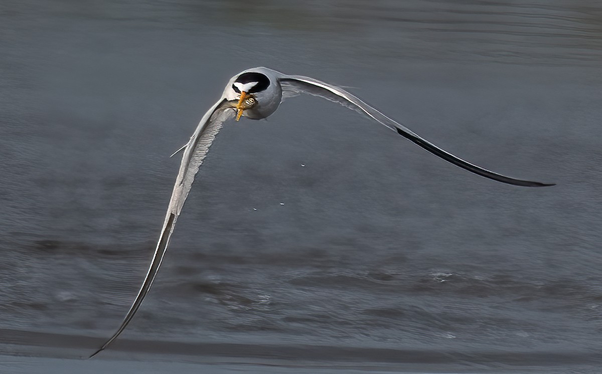 Least Tern - ML620064134