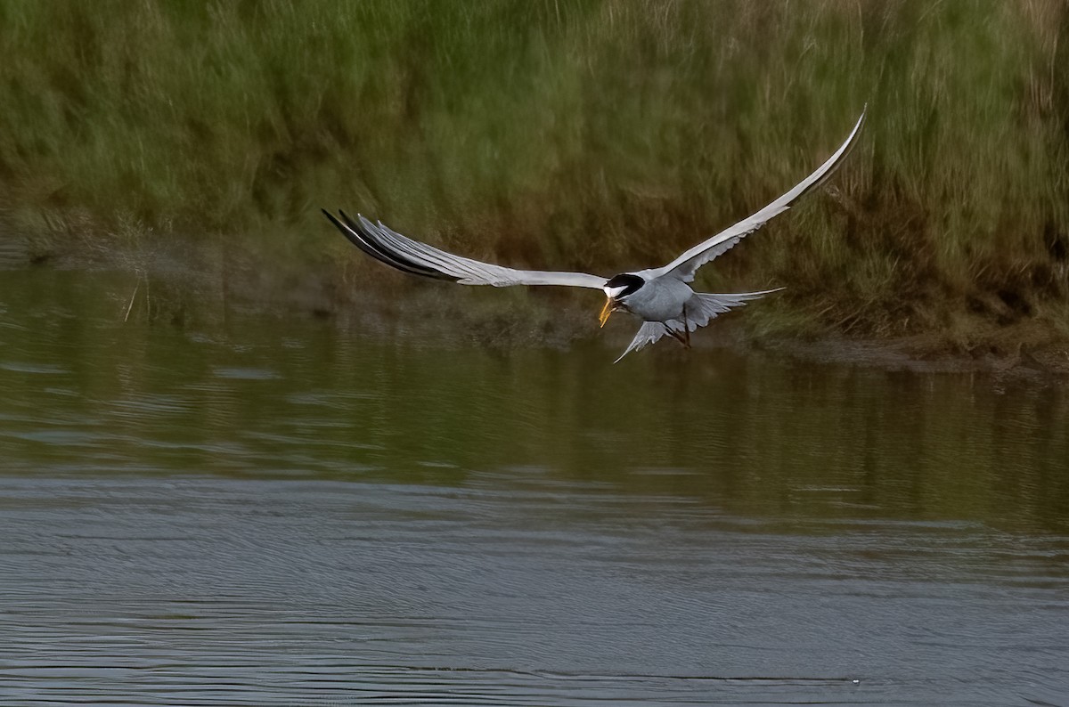 Least Tern - ML620064135