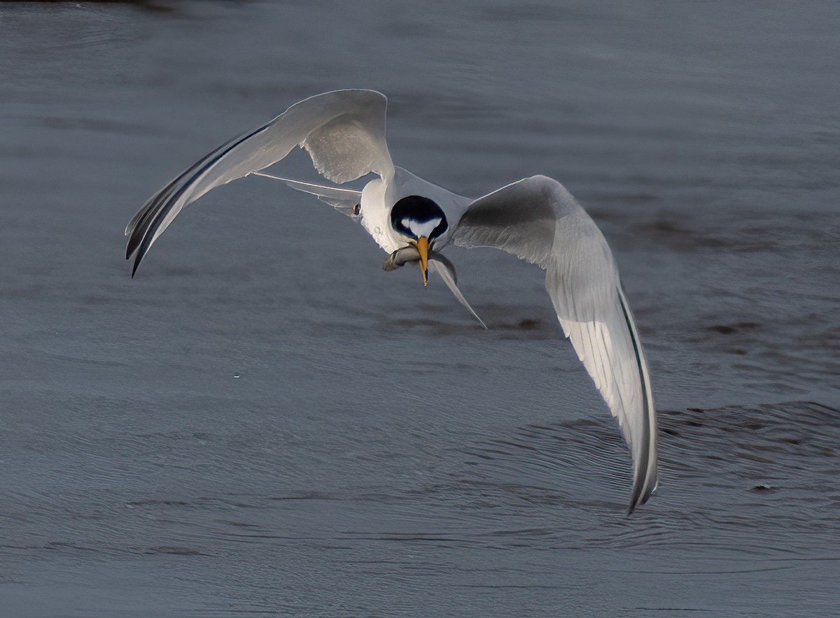 Least Tern - ML620064136