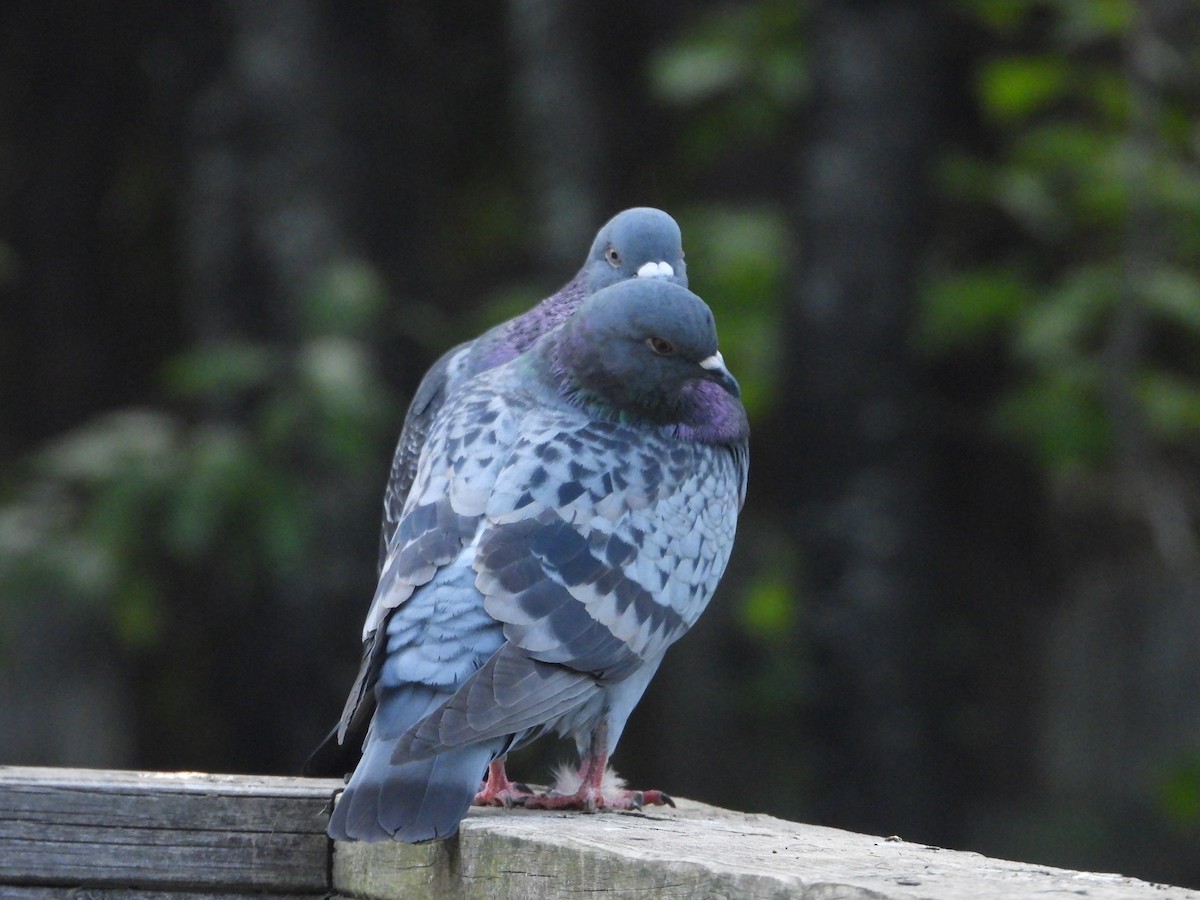 Rock Pigeon (Feral Pigeon) - ML620064141