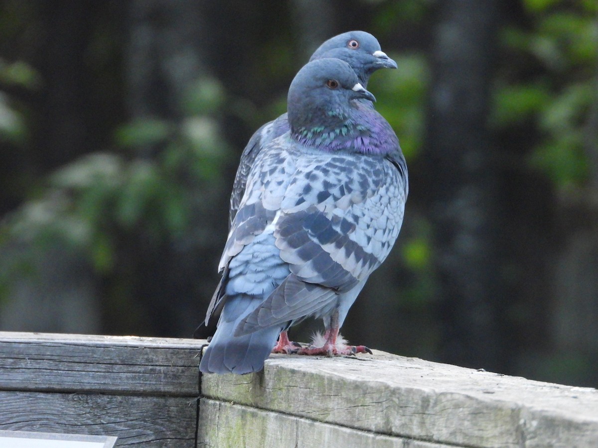 Rock Pigeon (Feral Pigeon) - ML620064142