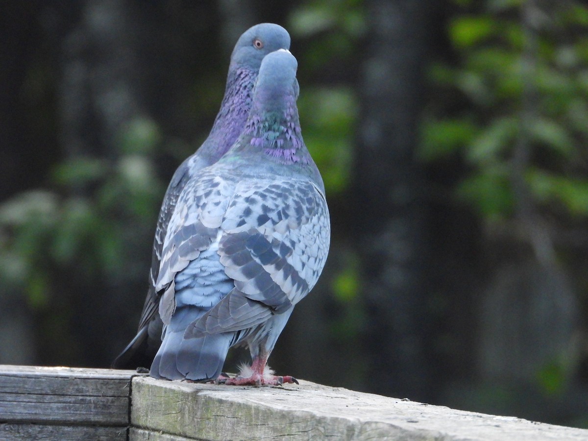 Pigeon biset (forme domestique) - ML620064144
