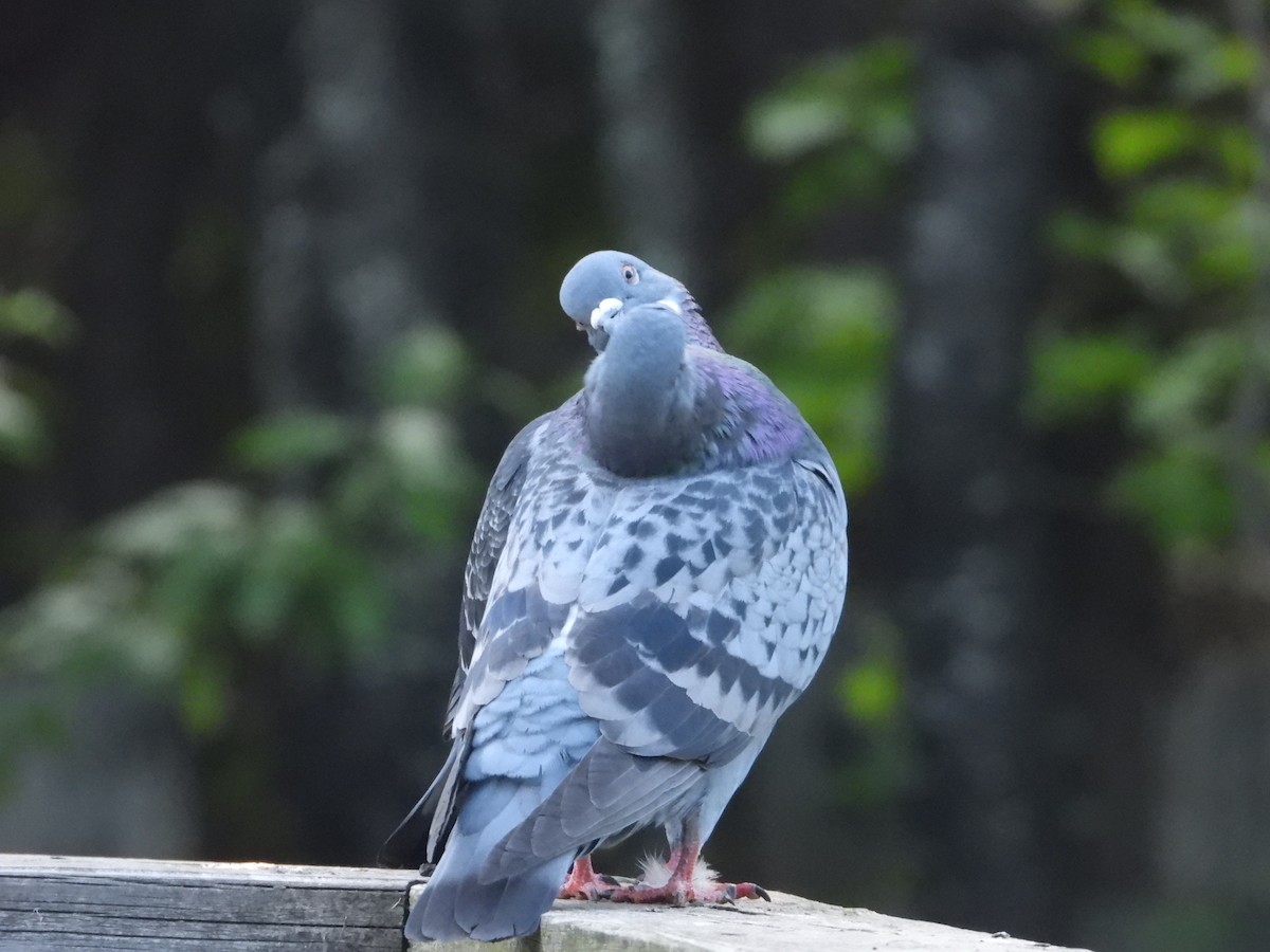Pigeon biset (forme domestique) - ML620064146