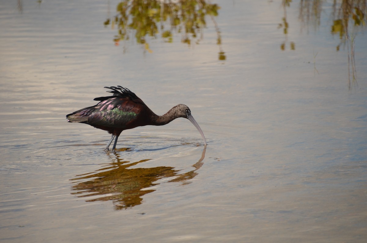 ibis hnědý - ML620064168