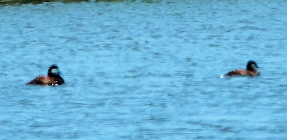 Ruddy Duck - ML620064170