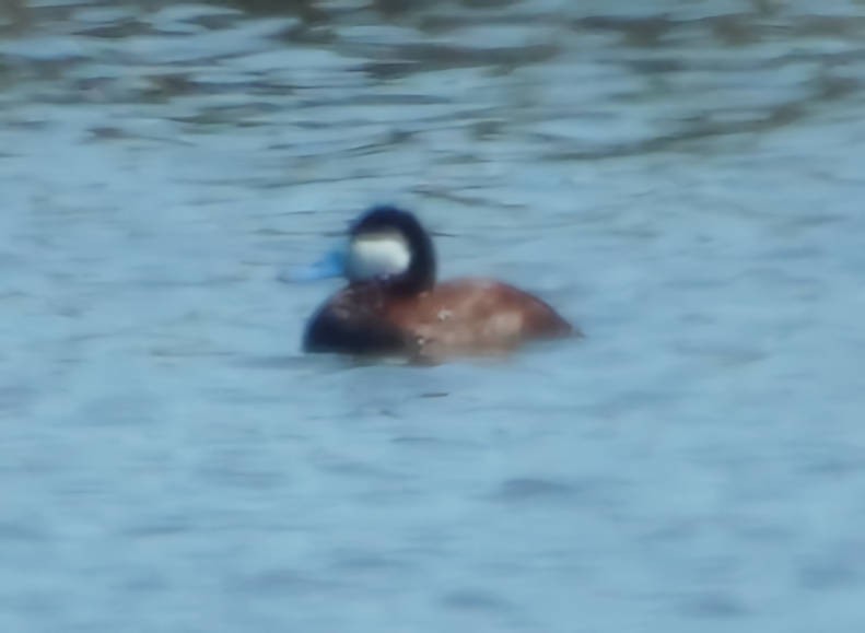 Ruddy Duck - ML620064171